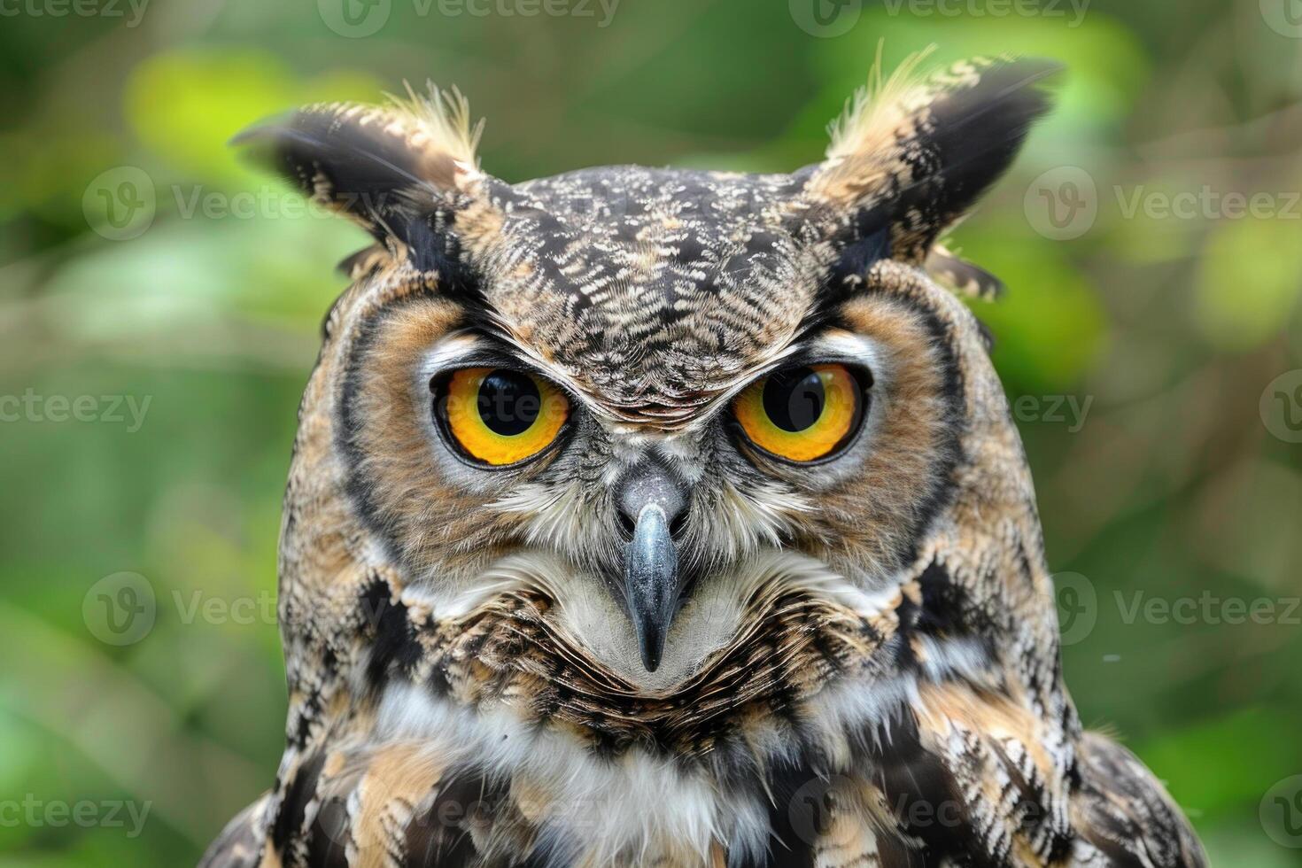 A curious owl looks directly into the camera. photo