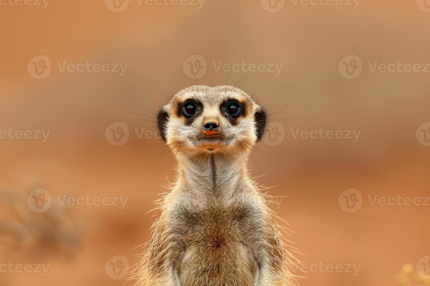 A meerkat stands upright, gazing into the camera. photo
