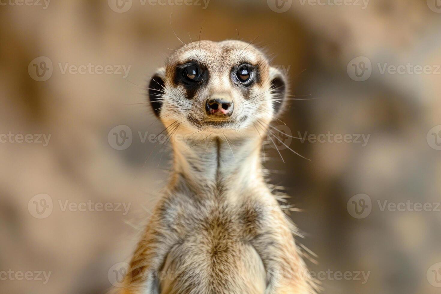 A meerkat stands upright, gazing into the camera. photo