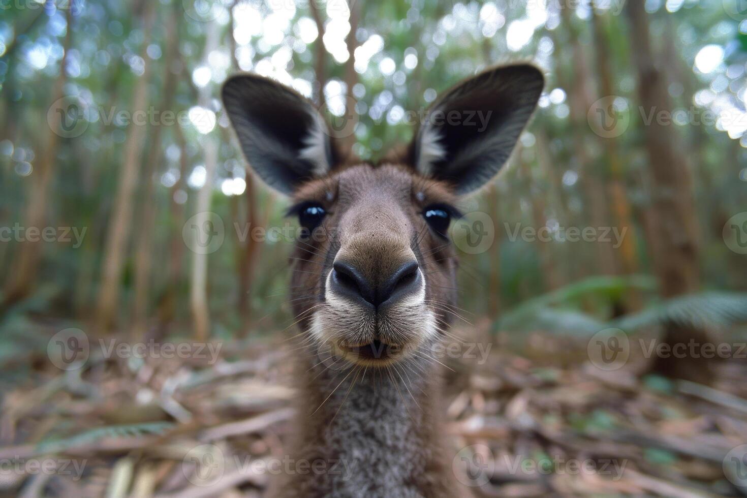 A curious kangaroo looks directly into the camera. photo