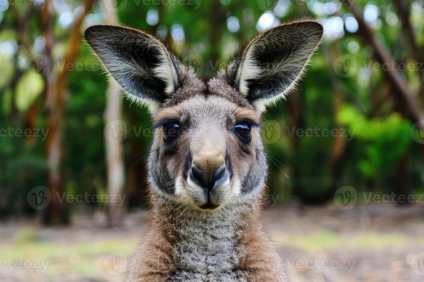 A curious kangaroo looks directly into the camera. photo