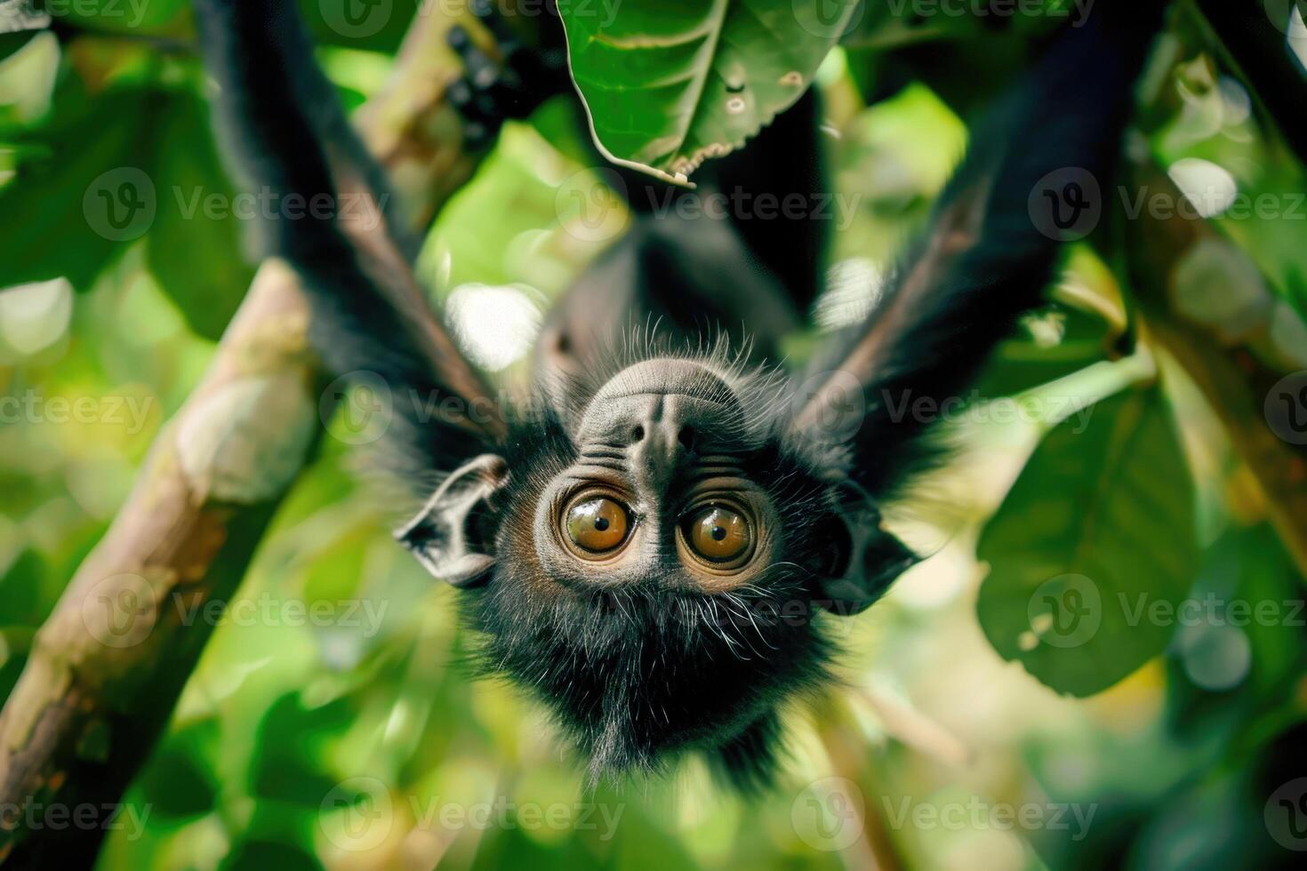 A playful monkey hangs from a branch, looking at the camera. photo