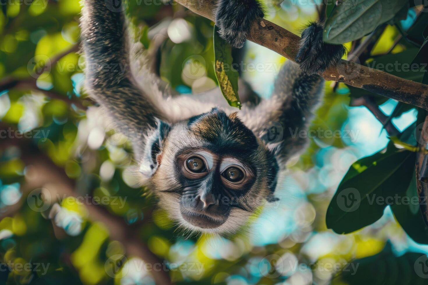 A playful monkey hangs from a branch, looking at the camera. photo