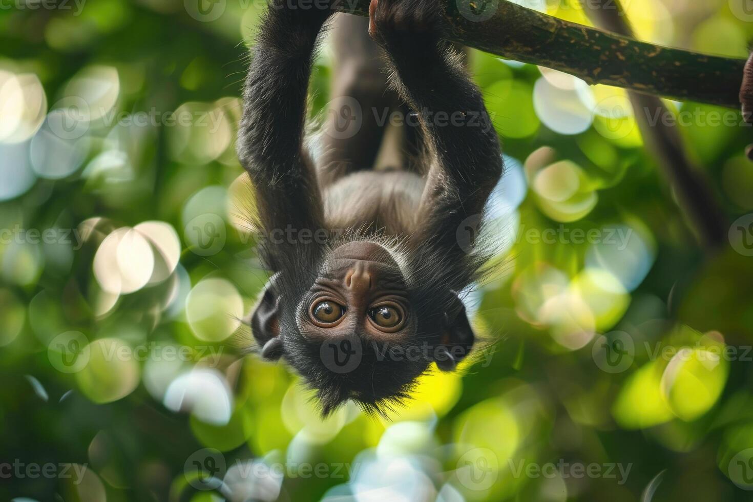 A playful monkey hangs from a branch, looking at the camera. photo