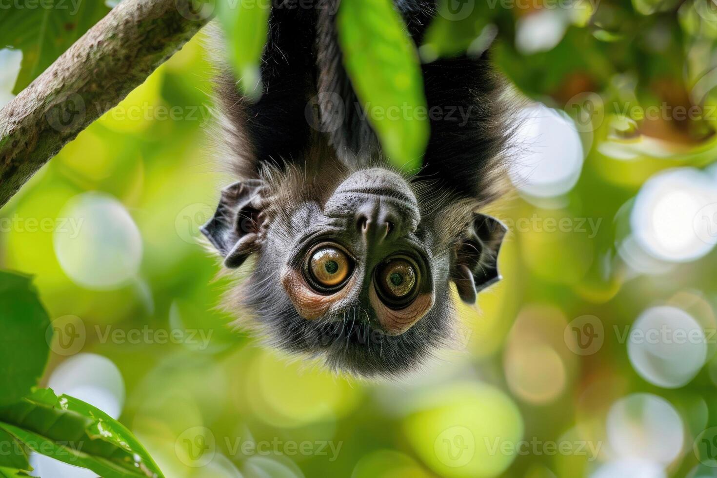 A playful monkey hangs from a branch, looking at the camera. photo