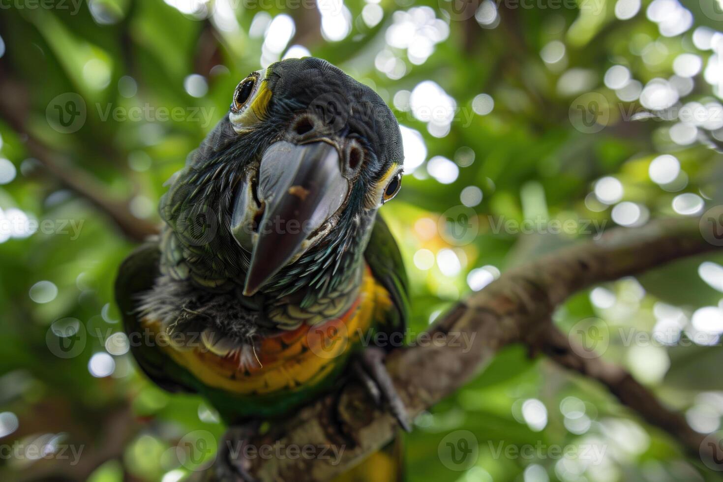 A playful parrot perched on a branch looks at the camera. photo