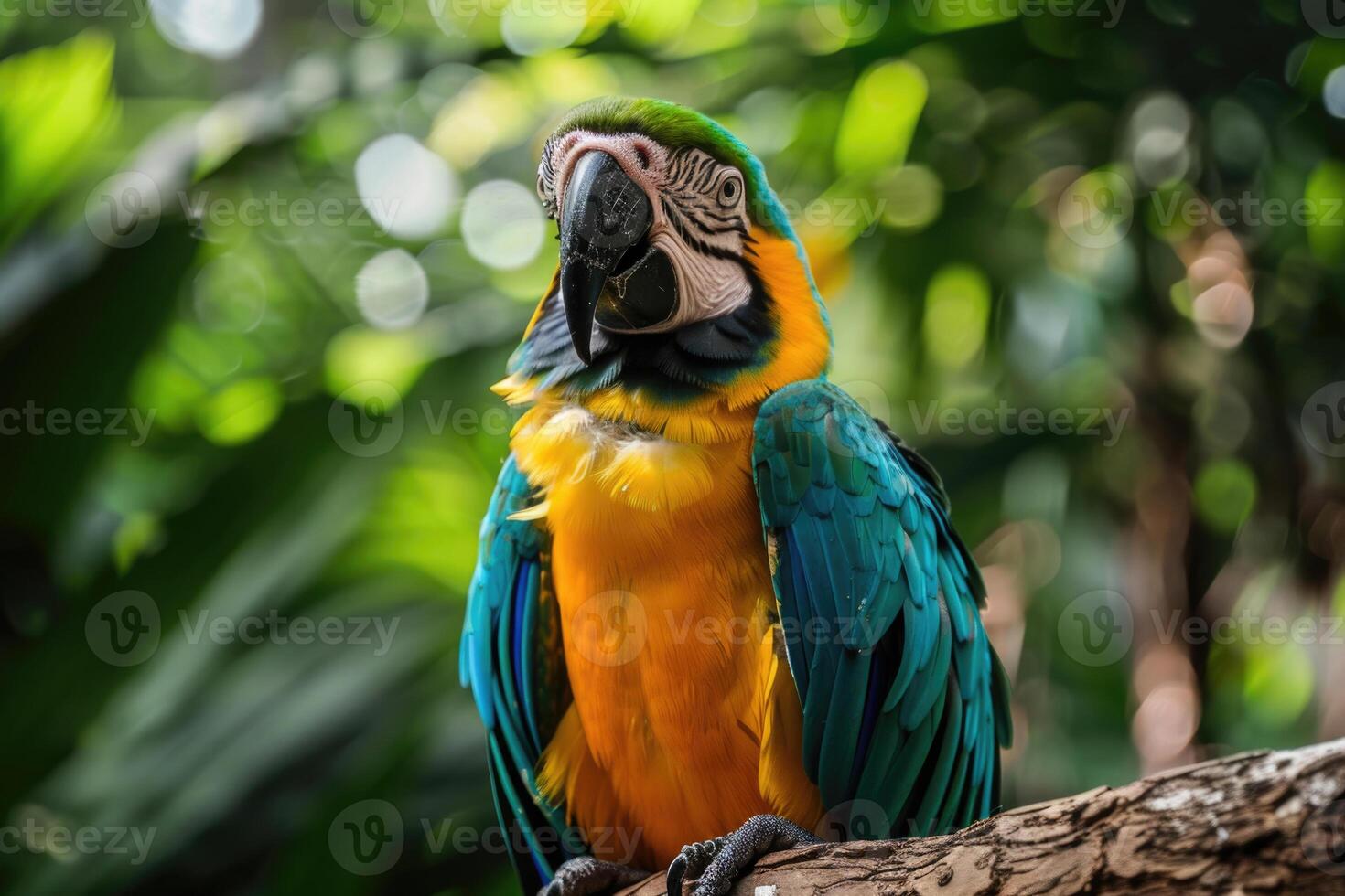 A playful parrot perched on a branch looks at the camera. photo