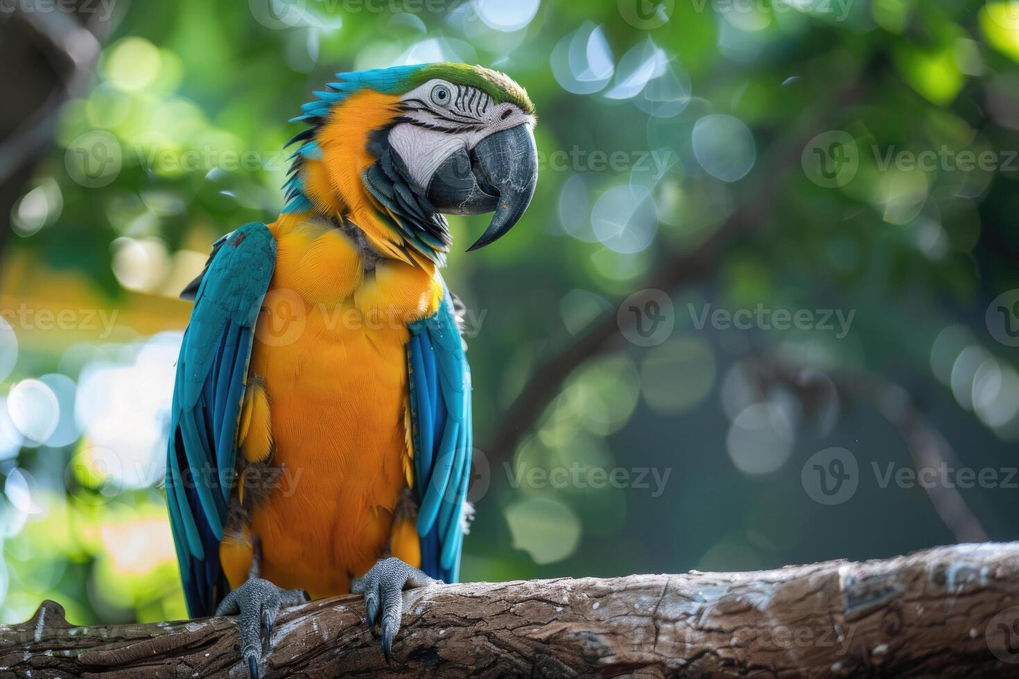 A playful parrot perched on a branch looks at the camera. photo