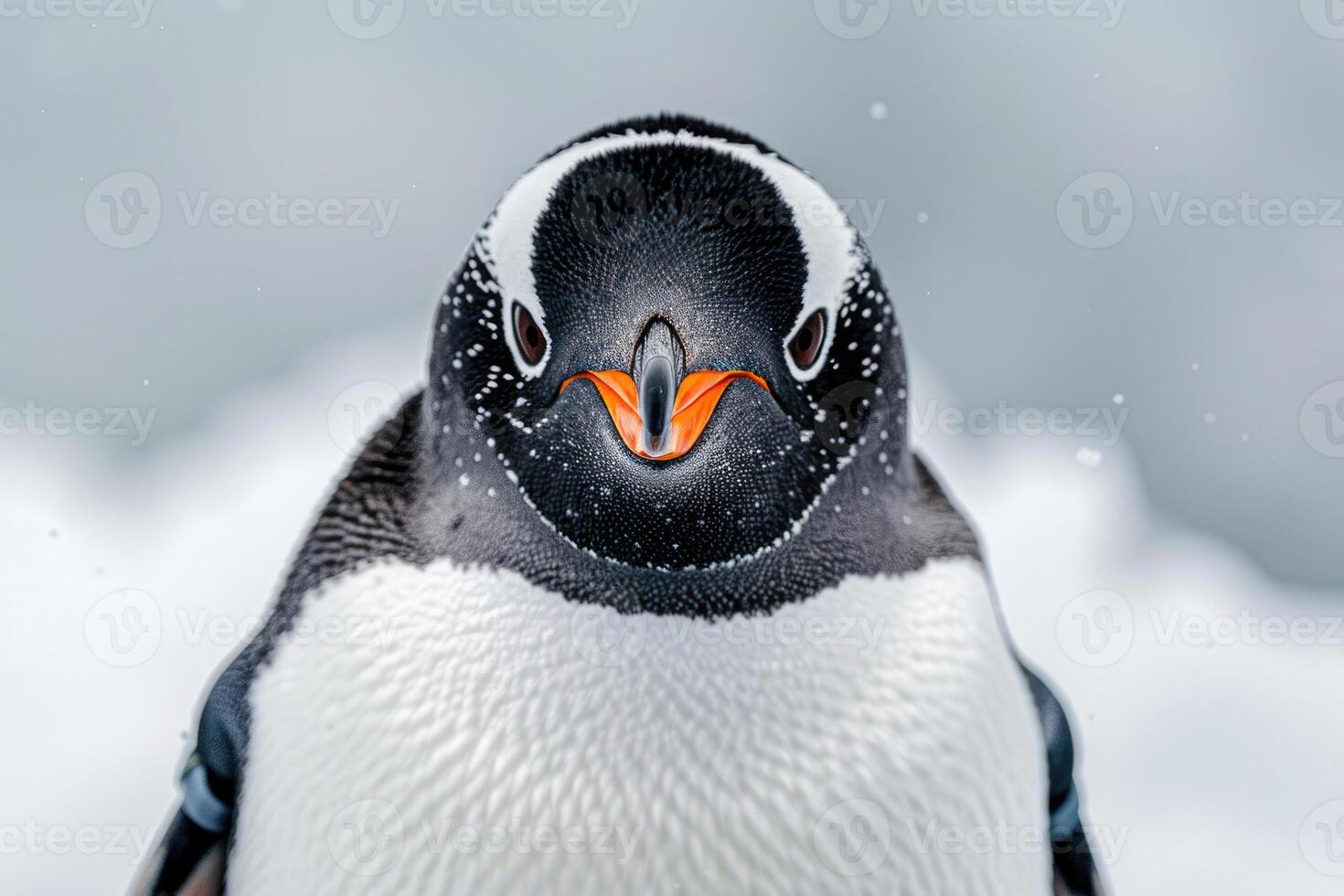 A penguin with a curious expression stares into the camera. photo