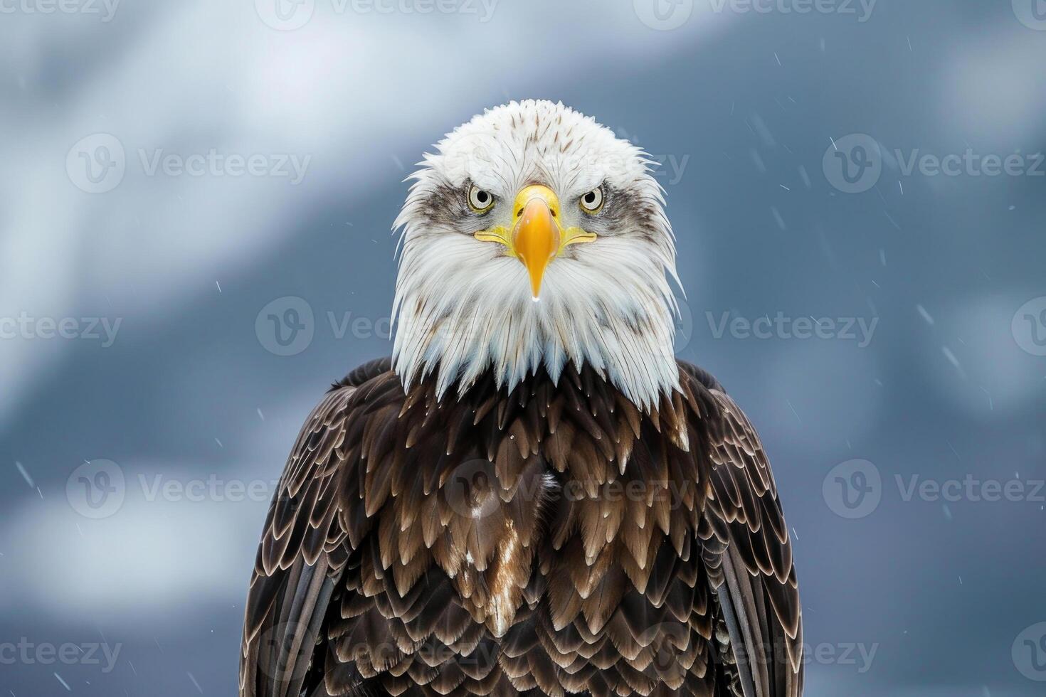 A majestic eagle with piercing eyes stares into the camera. photo