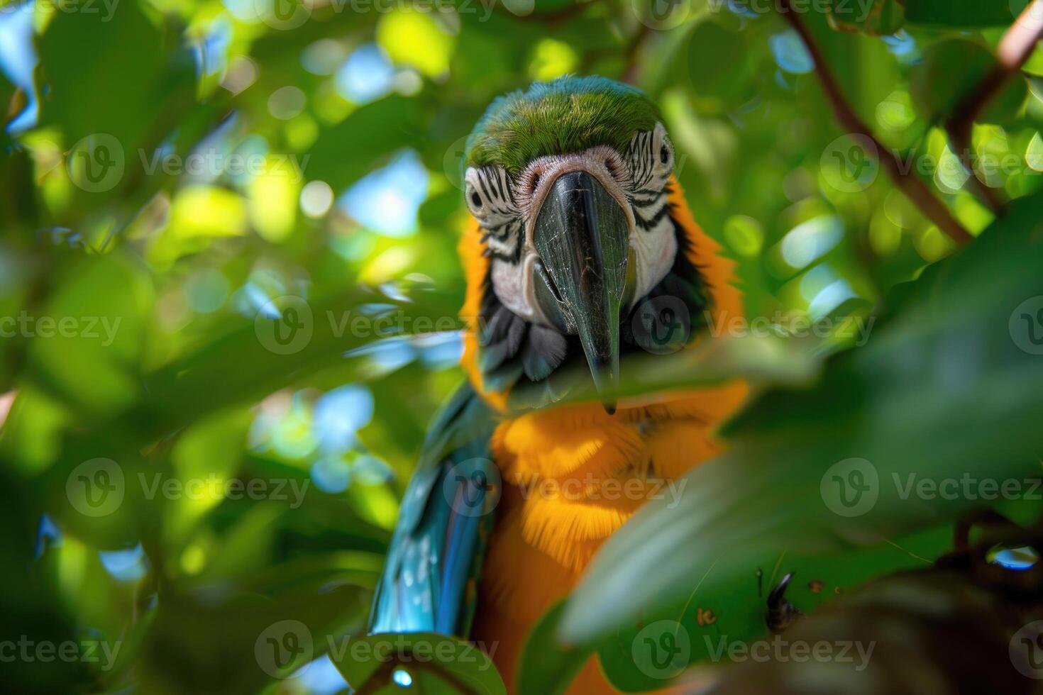 A playful parrot perched on a branch looks at the camera. photo