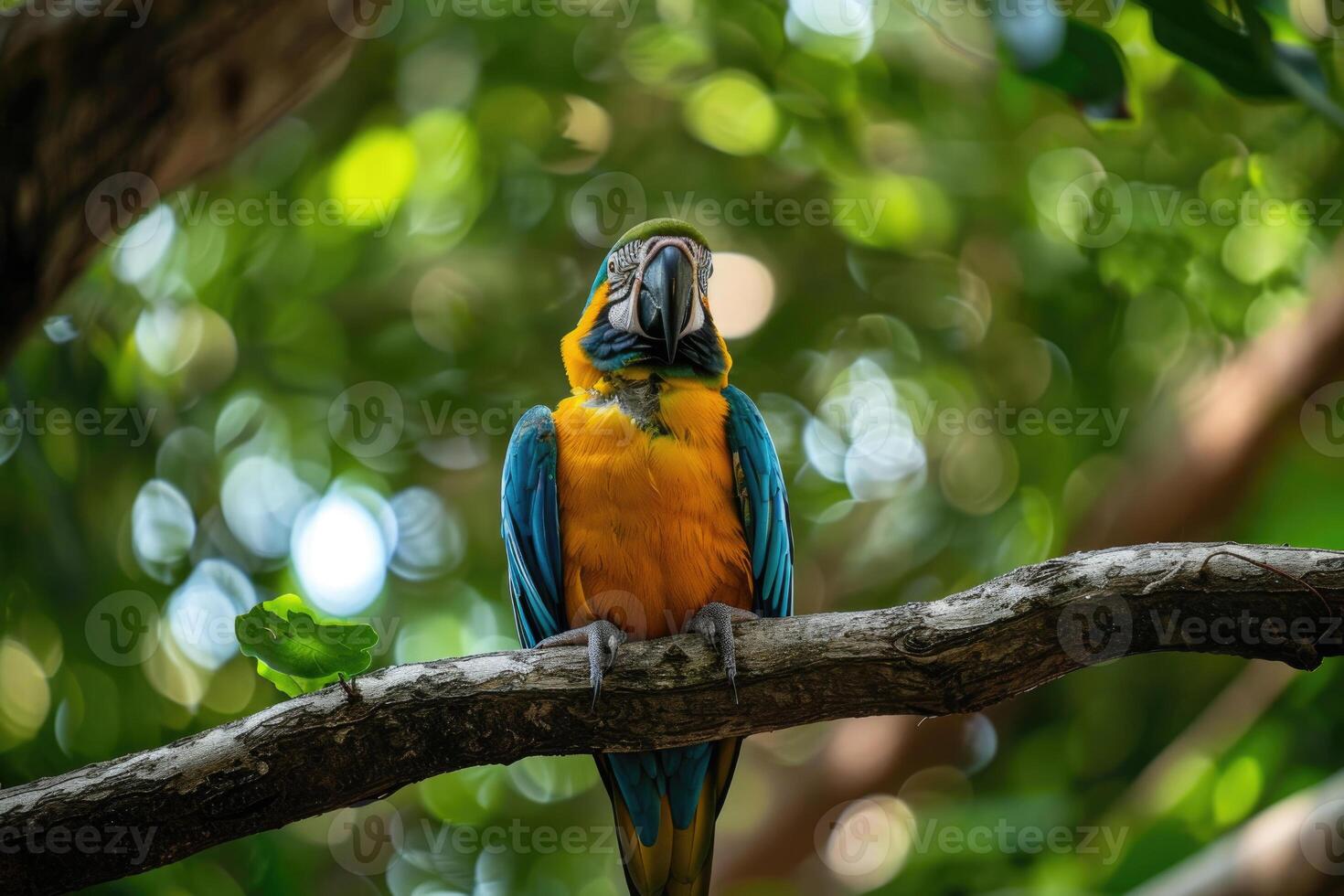 A playful parrot perched on a branch looks at the camera. photo