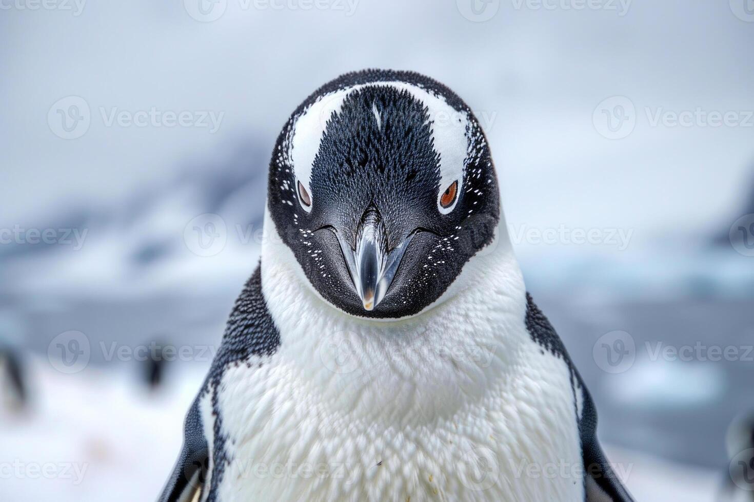 A penguin with a curious expression stares into the camera. photo