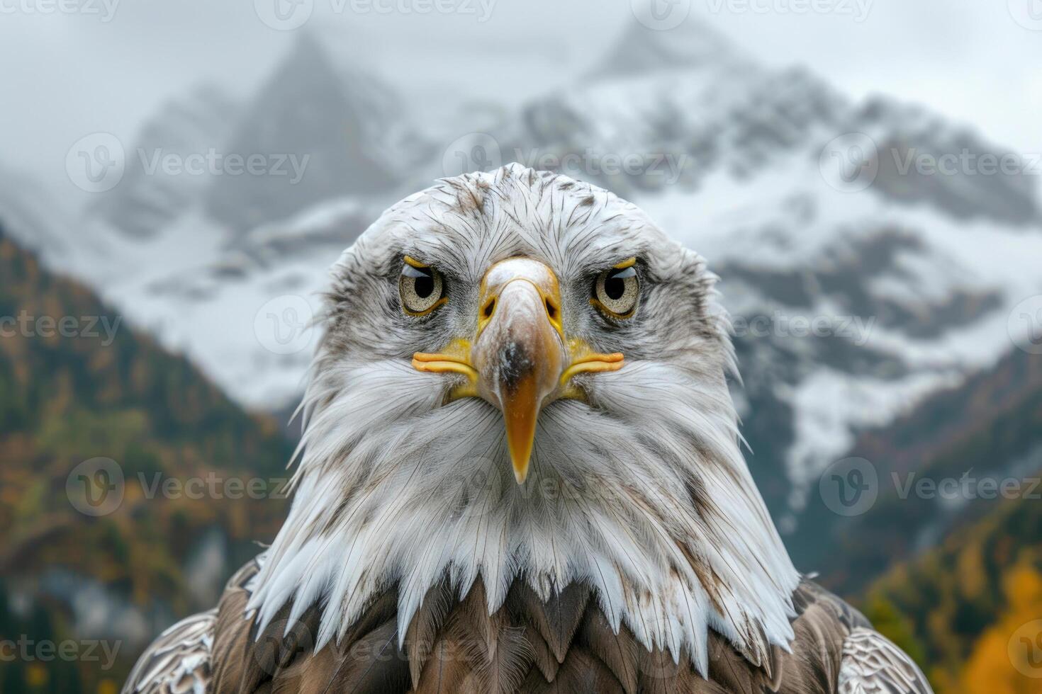 A majestic eagle with piercing eyes stares into the camera. photo