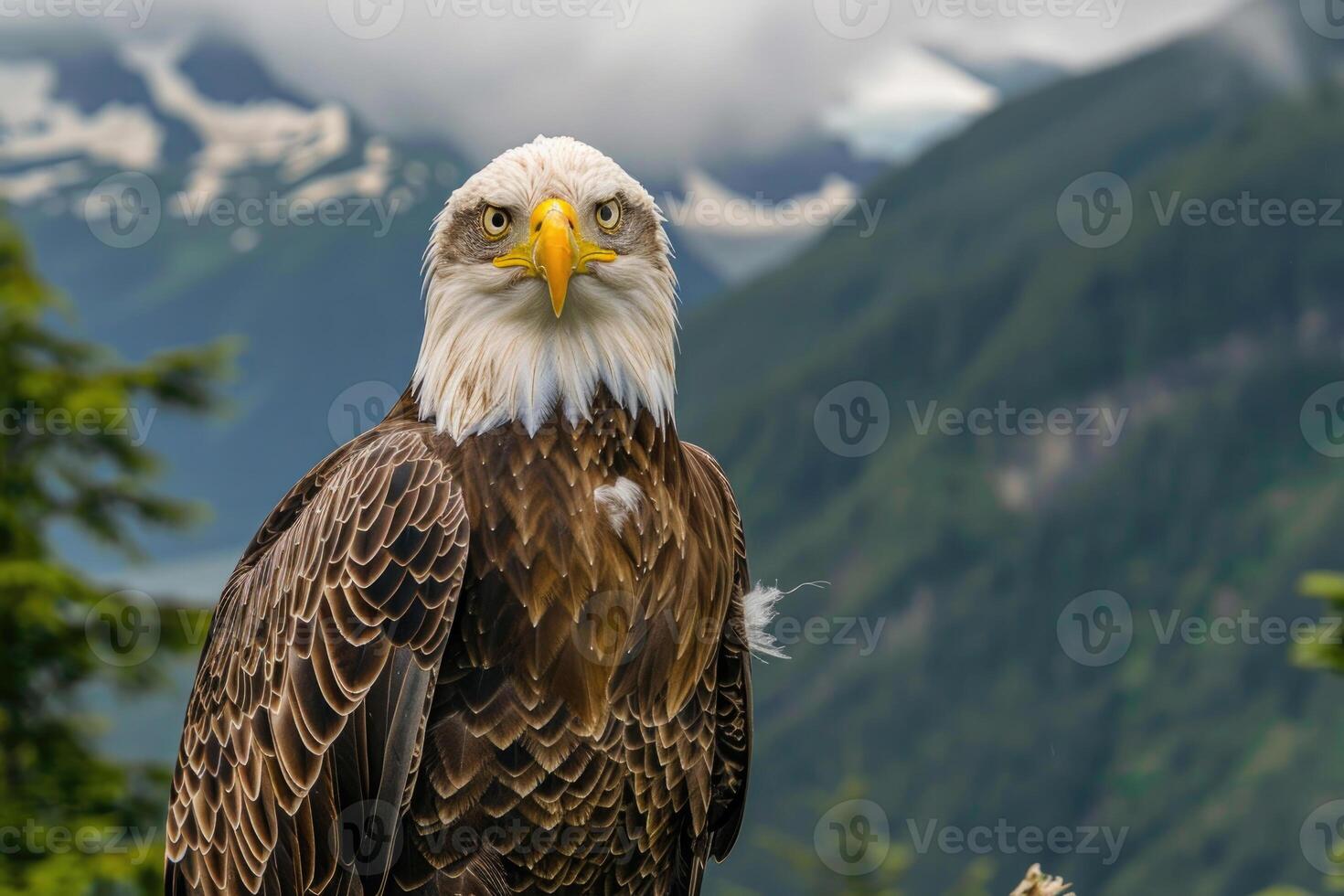 A majestic eagle with piercing eyes stares into the camera. photo