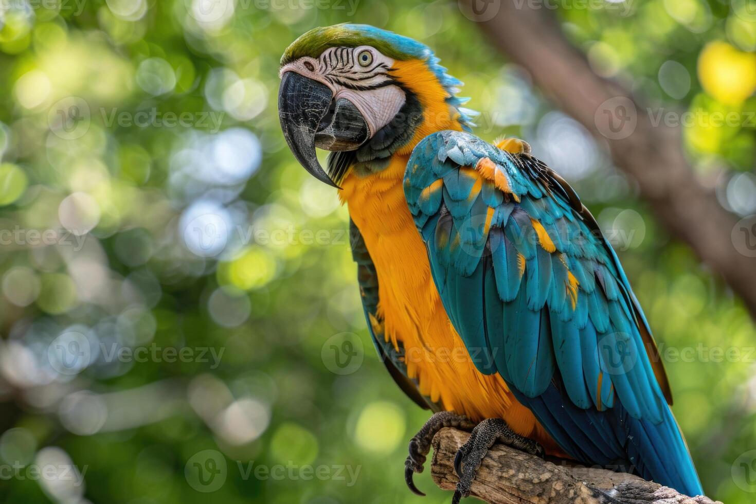 A playful parrot perched on a branch looks at the camera. photo