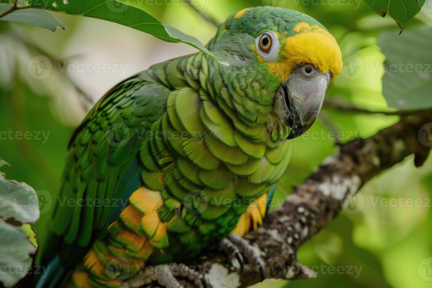 A playful parrot perched on a branch looks at the camera. photo
