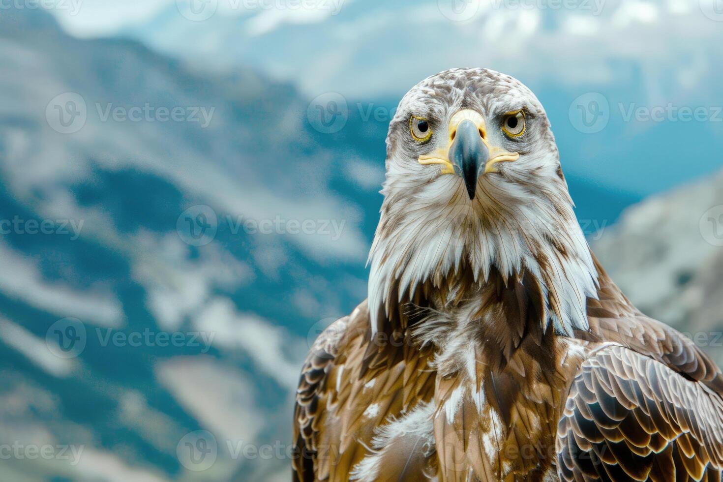 A majestic eagle with piercing eyes stares into the camera. photo