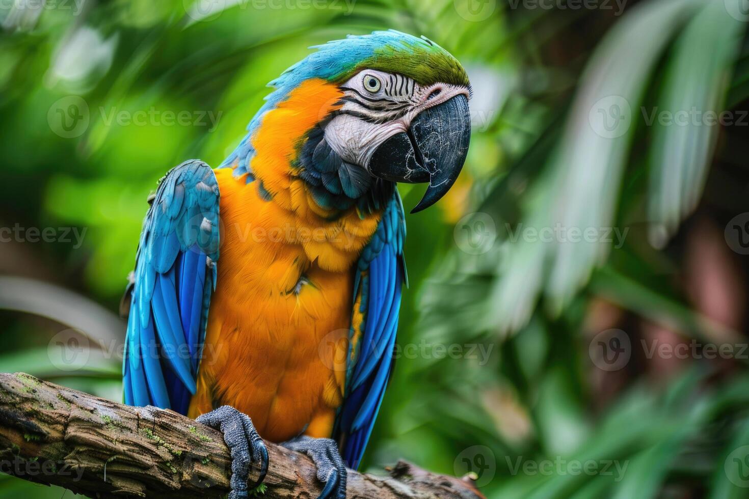A playful parrot perched on a branch looks at the camera. photo