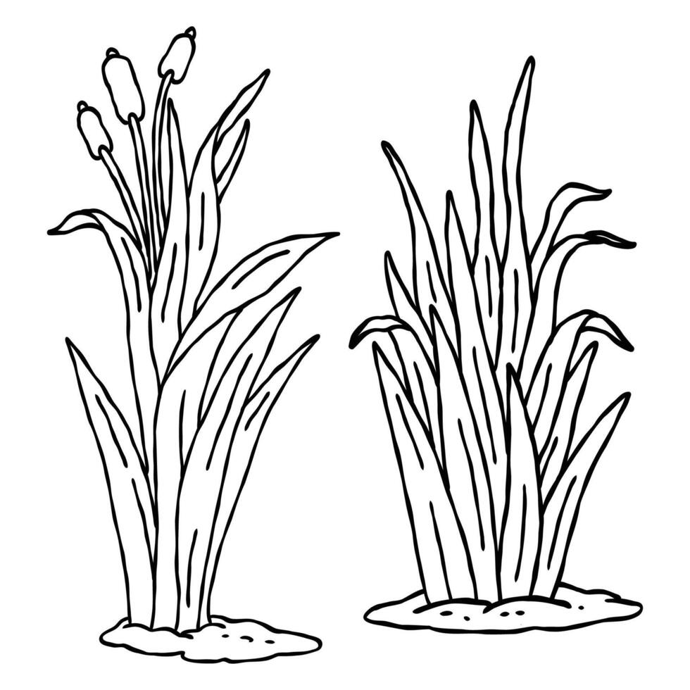 cattail grass botanical hand drawn outline drawing illustration set vector