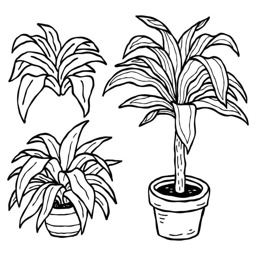 botanical hand drawn outline drawing illustration set of corn plants and pothos decorative indoor plants vector