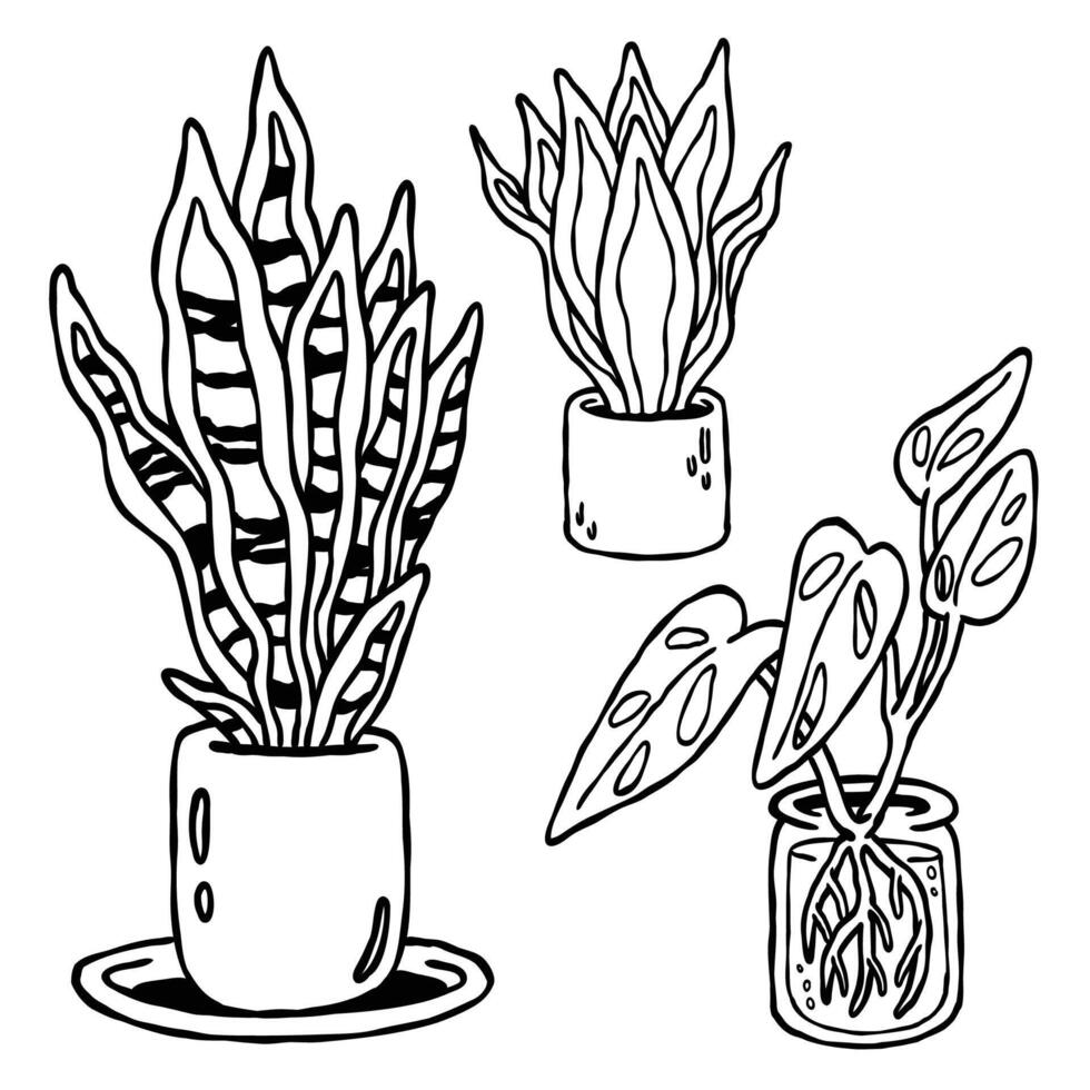 a botanical illustration set of snake plants and monstera in black and white hand drawn outline drawing style vector