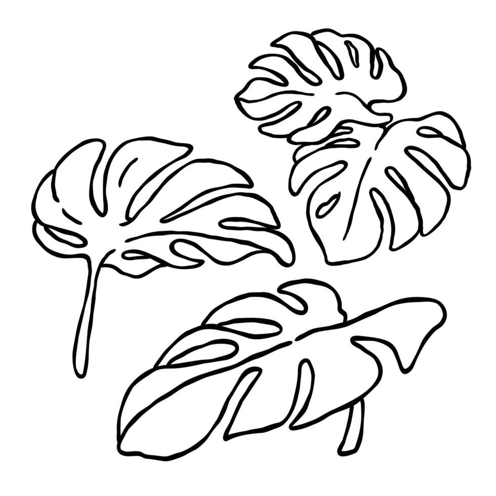 a set of hand drawn black and white outline drawing illustration of tropical plants leaves suitable for wedding decoration vector