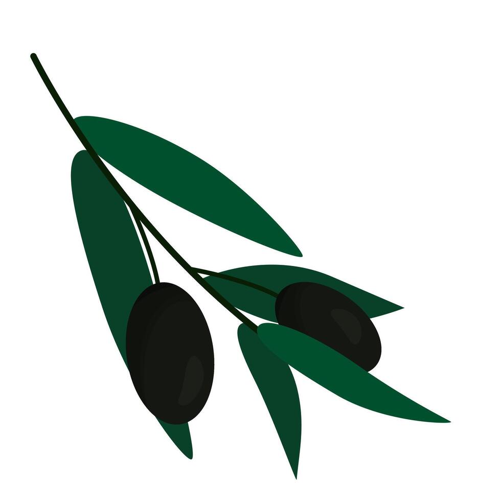 olive branch with leaf vector