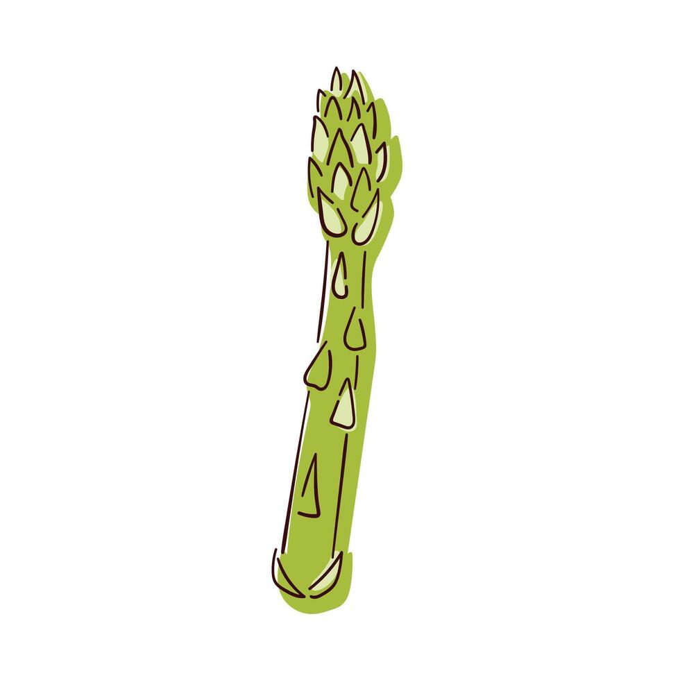 Asparagus green sprout icon in line art style. Vegetable, cooking ingredient. illustration isolated on a white background. vector