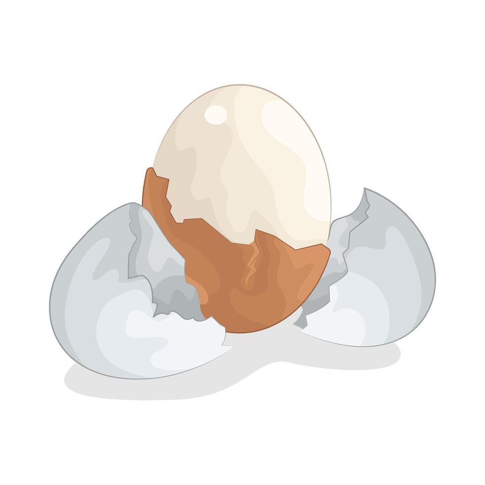 Illustration of boiled egg vector