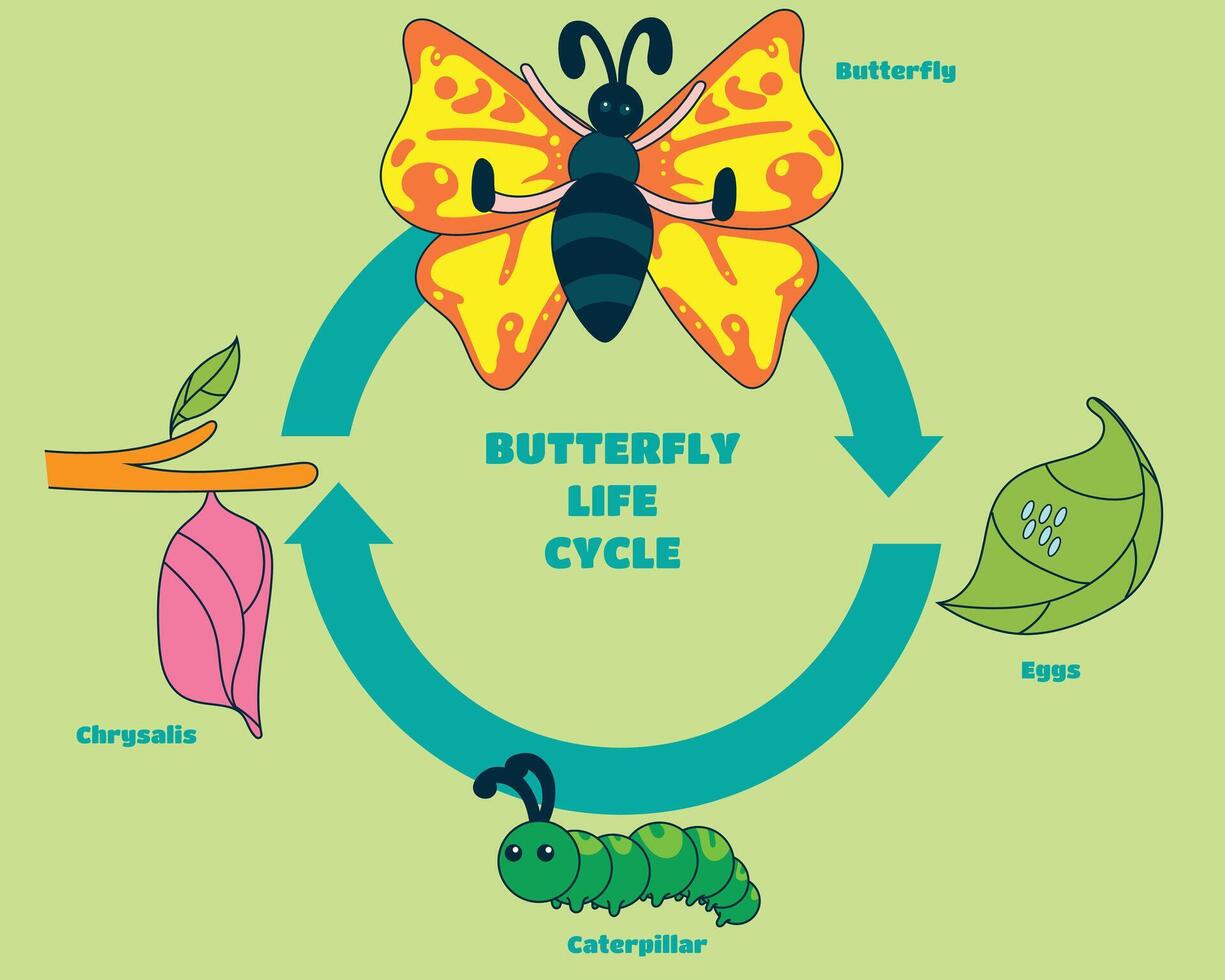 a diagram of a butterfly life cycle with the words butterfly life cycle. vector