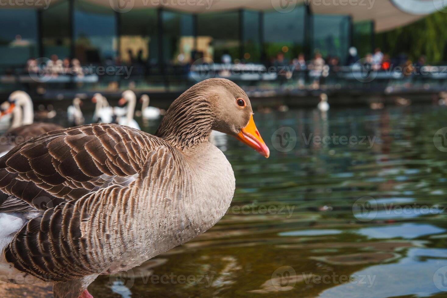 Goose by Pond with Modern Building and People in London Park, UK photo