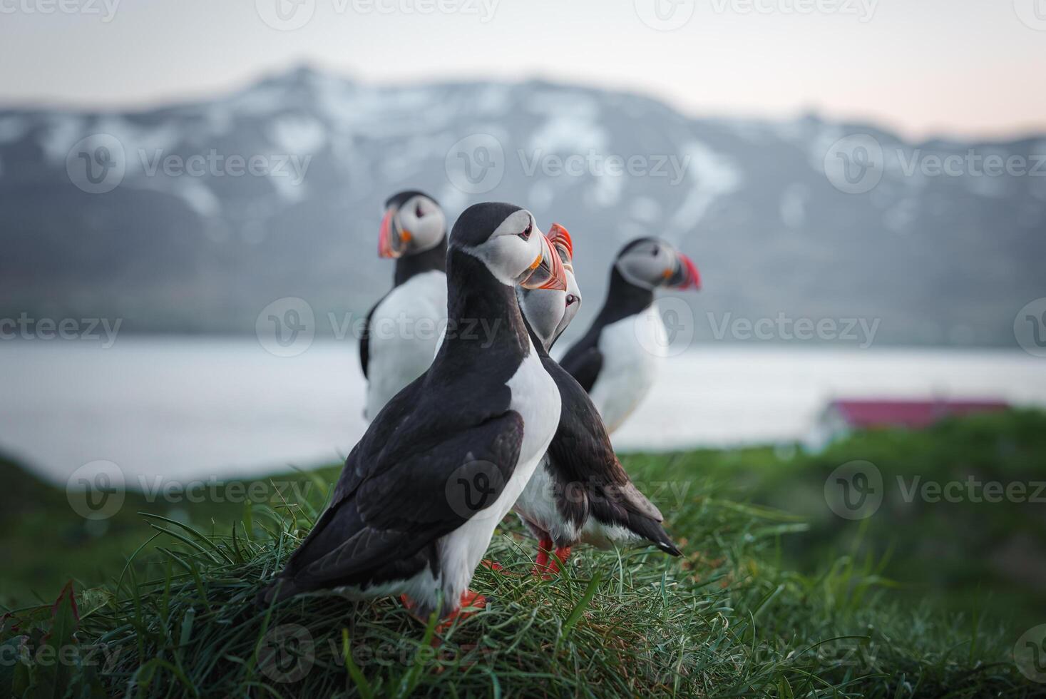 Puffins on a Grassy Cliff with Snow-Capped Mountains and Serene Water in Iceland photo