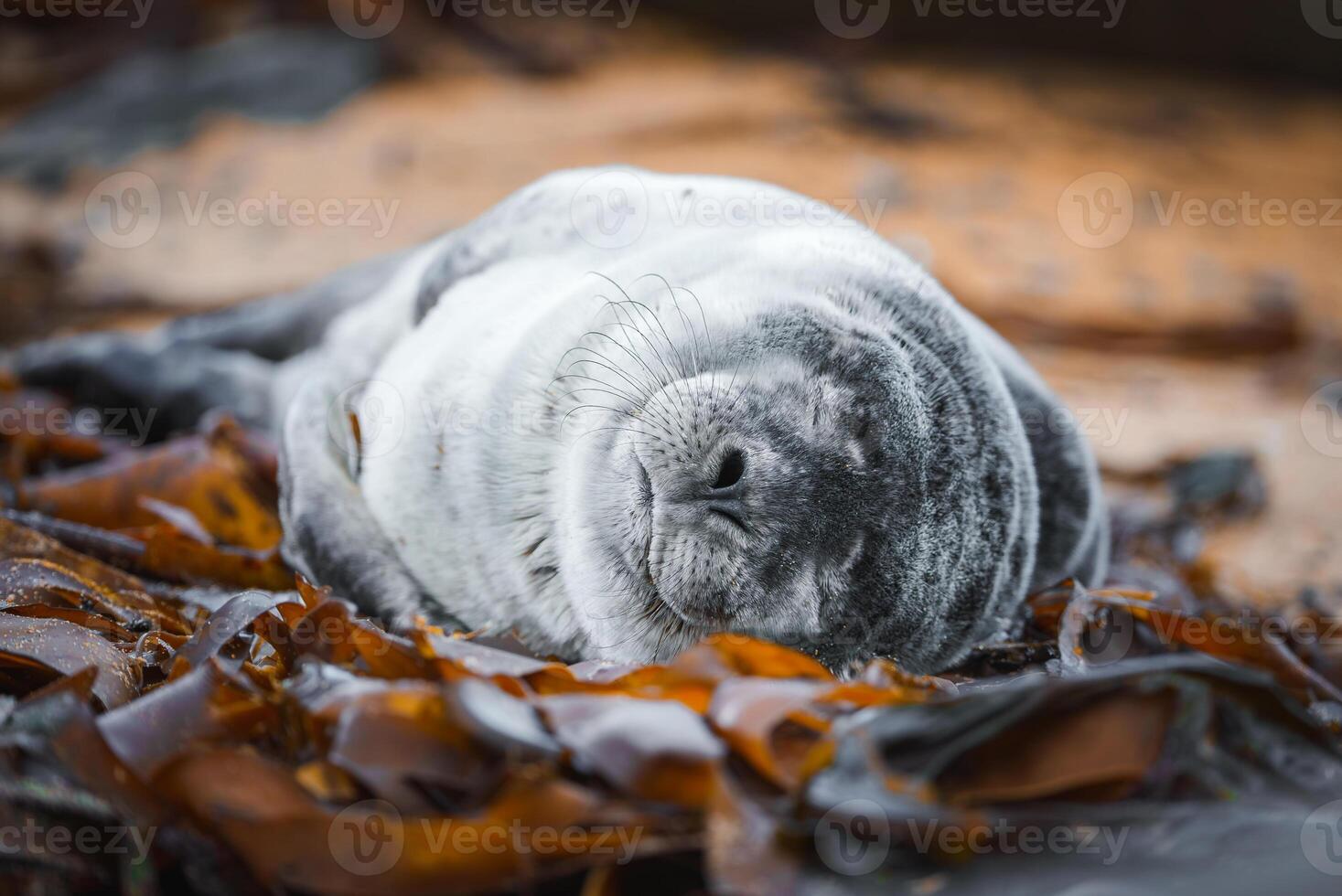 Close-Up of a Sleeping Seal Pup on Seaweed in Coastal Iceland photo