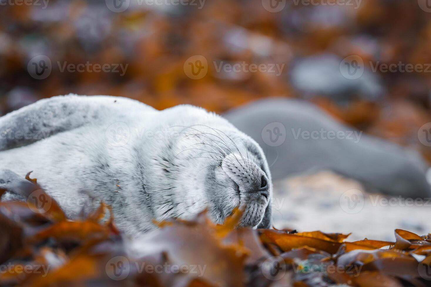 Close-Up of a Peaceful Seal Pup Resting on Seaweed in Iceland photo