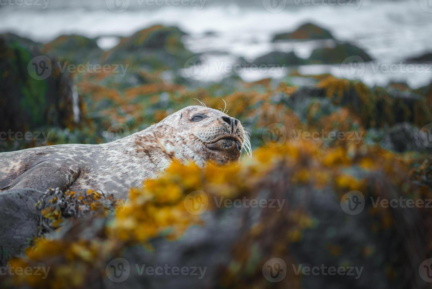 Seal Resting Among Moss-Covered Rocks on Rugged Icelandic Coastline photo