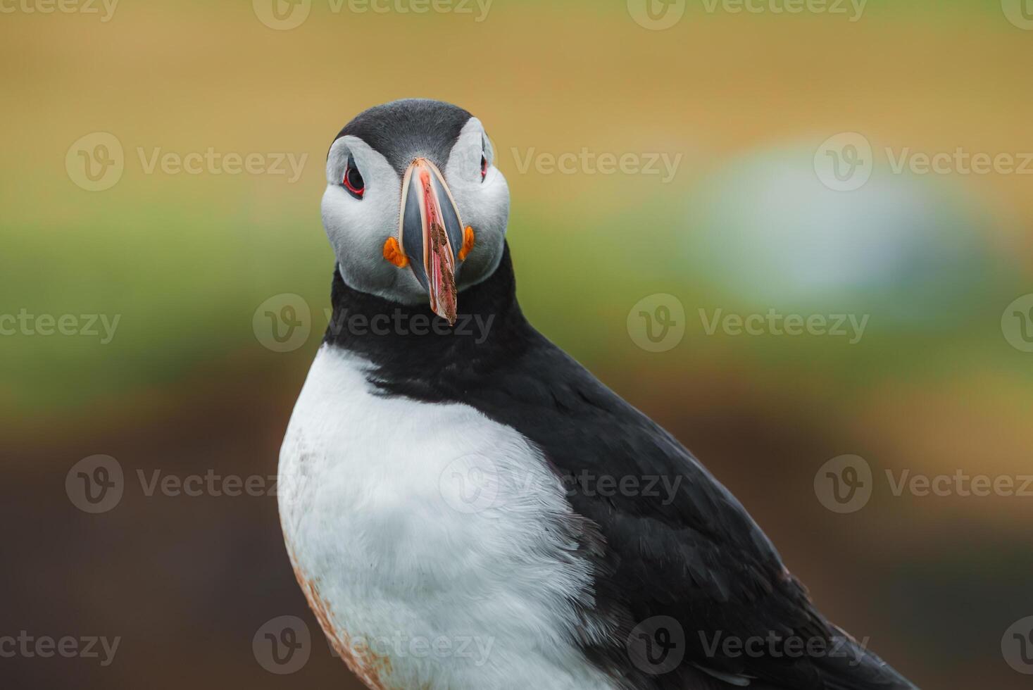 Close-Up of an Atlantic Puffin with Colorful Beak in Icelandic Habitat photo