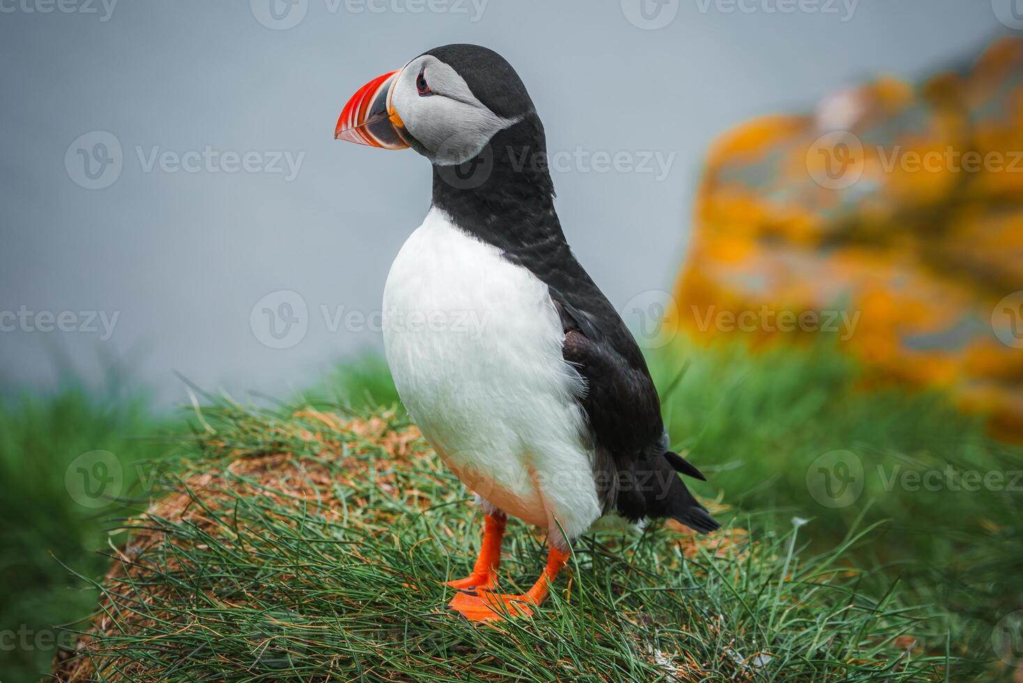 Atlantic Puffin on Grassy Cliff with Ocean and Mossy Rock Background in Iceland photo