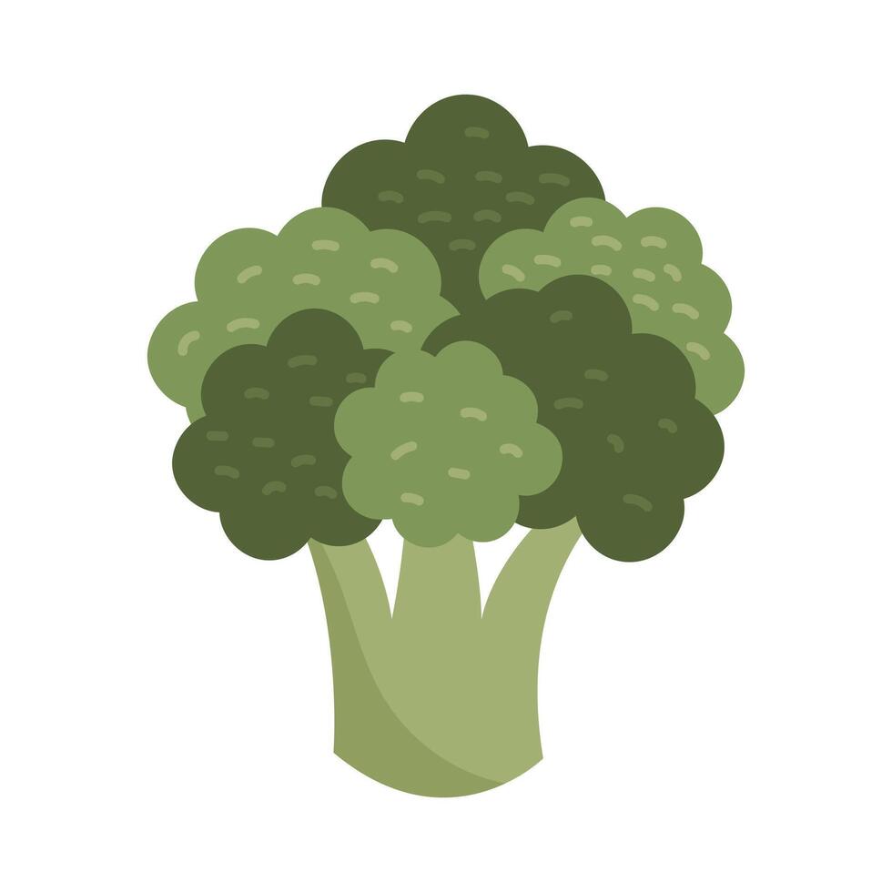 Fresh organic broccoli on white background vector