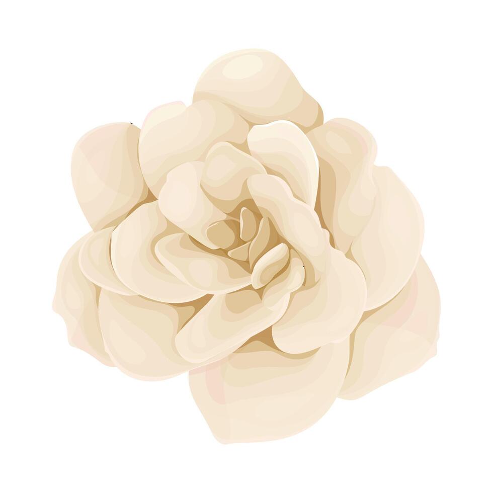 Detailed watercolor flower illustration, Elegant watercolor spring flower vector