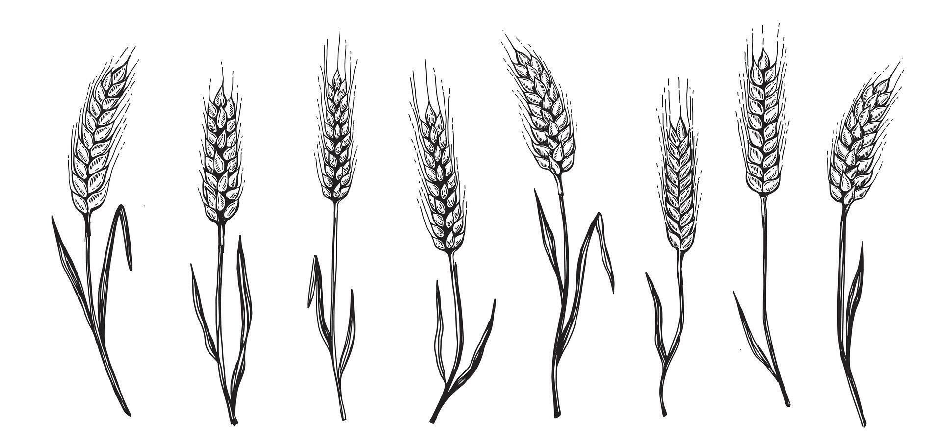 Wheat bread ears hand drawn illustration. vector