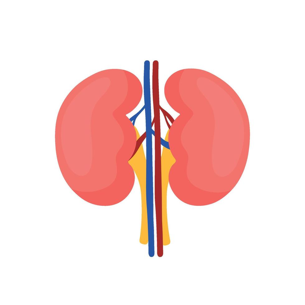 Kidney urinary system for human internal anatomy organ illustration vector