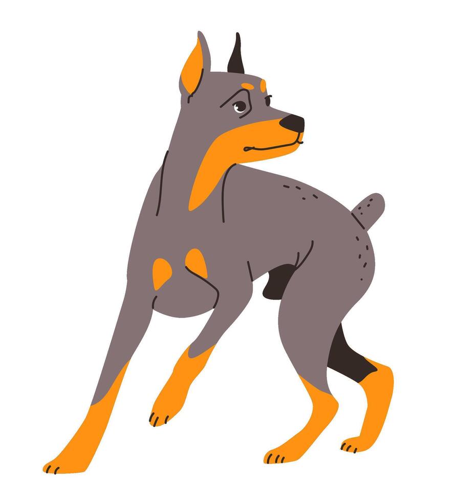 Illustration of a protective doberman with its characteristic sleek fur and muscular body. vector