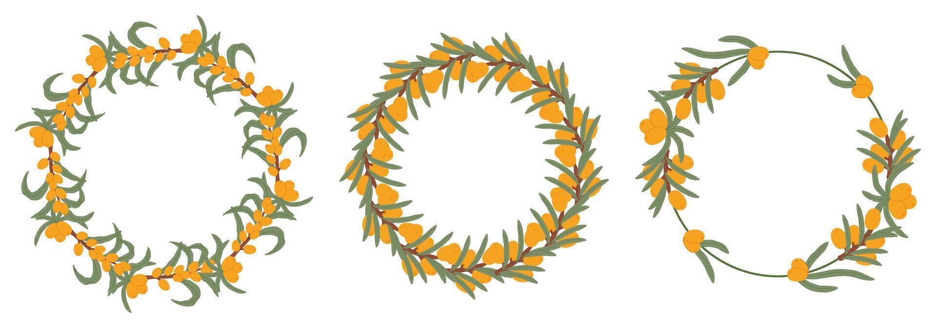 Illustration of three sea buckthorn berries wreaths with green leaves, featuring circular arrangements of the fruit and foliage. vector