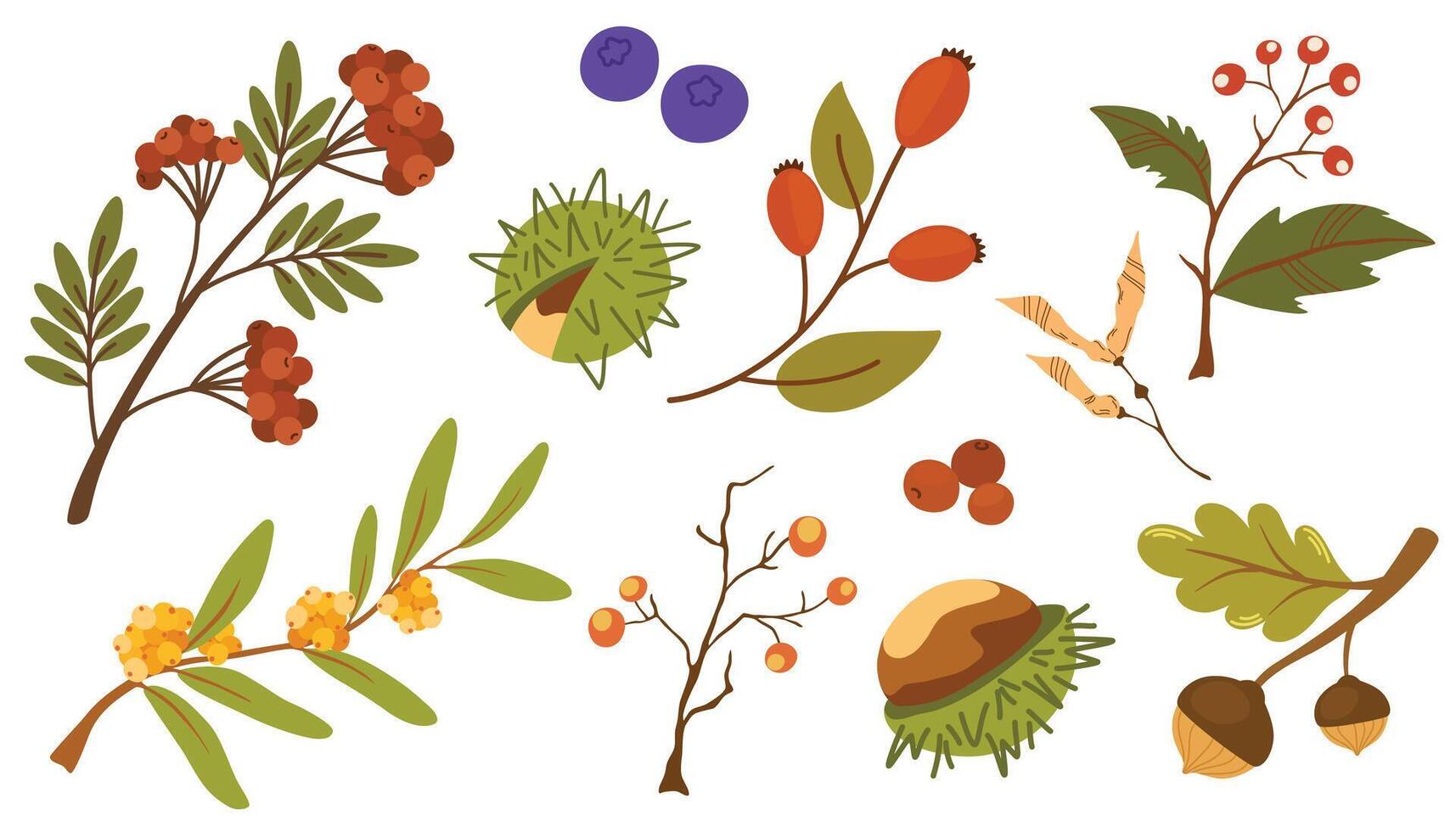 Cute autumn set of different berries, leaves and fruits. Seasonal fall blueberry, chestnut, pea leaf, ashberry, barberry and acorn. Autumnal flat illustration isolated on white background vector