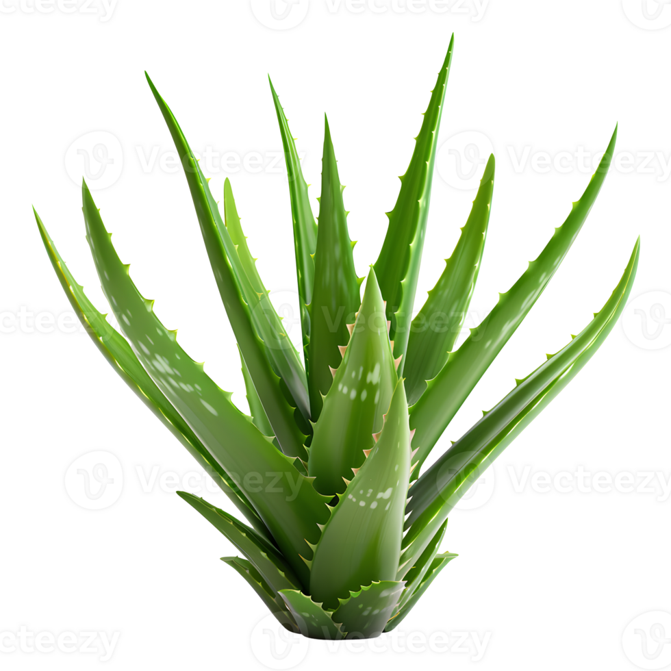 Aloe Vera isolated on transparent background png