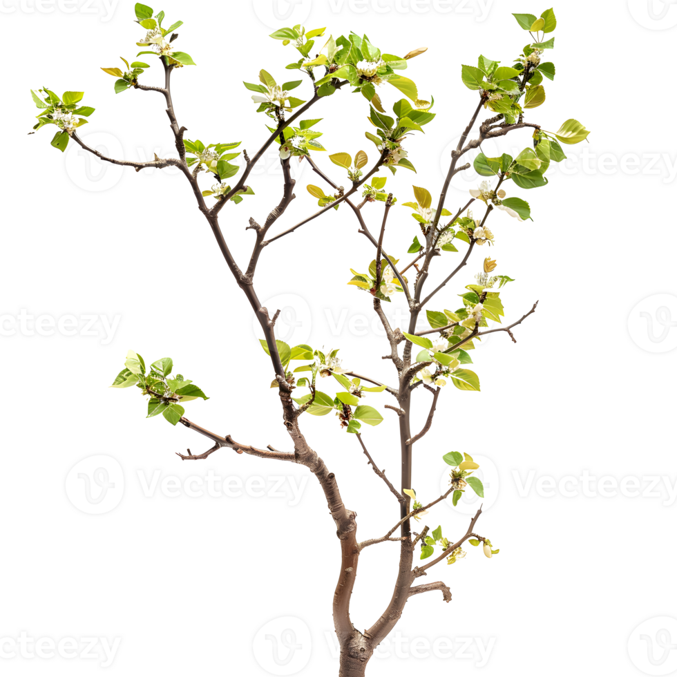 Branching spring centerpiece isolated on transparent background png