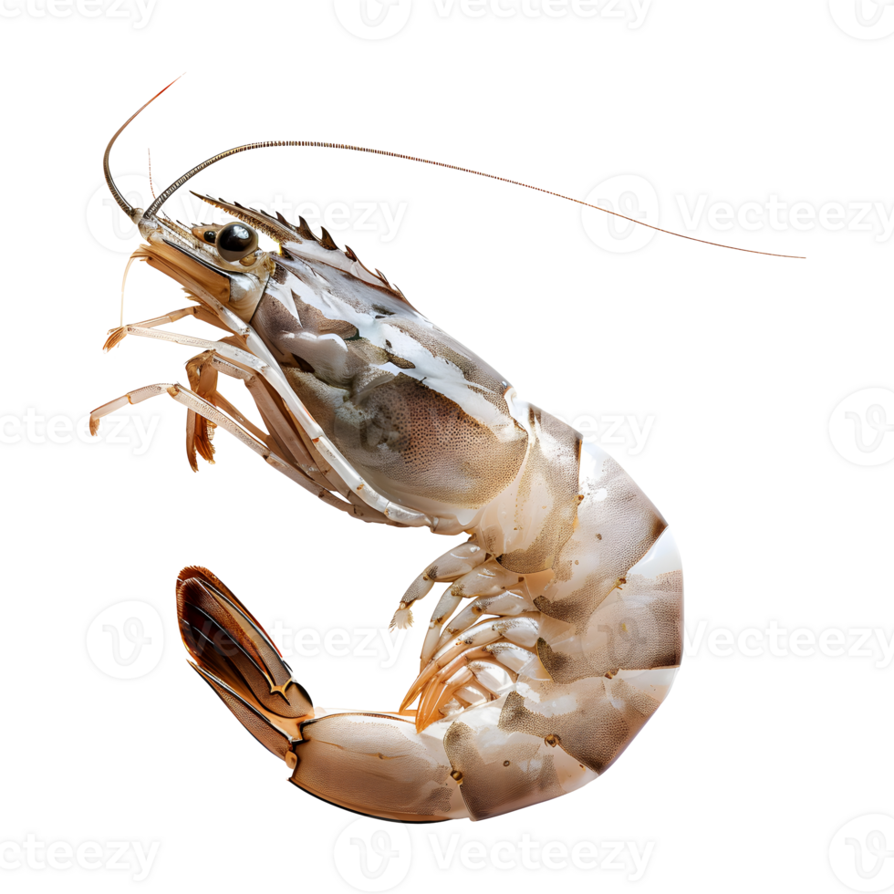 Shrimp isolated on transparent background png