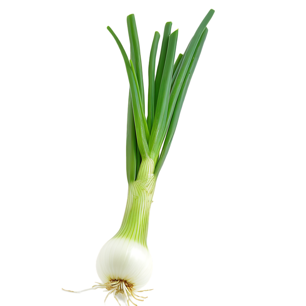A green onion with a green stem isolated against a transparent background png