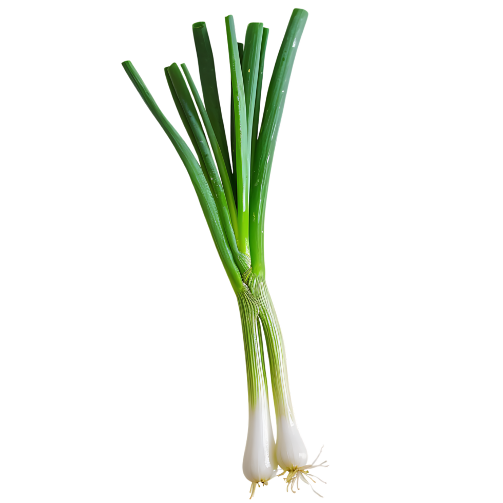 A green onion with a green stem isolated against a transparent background png